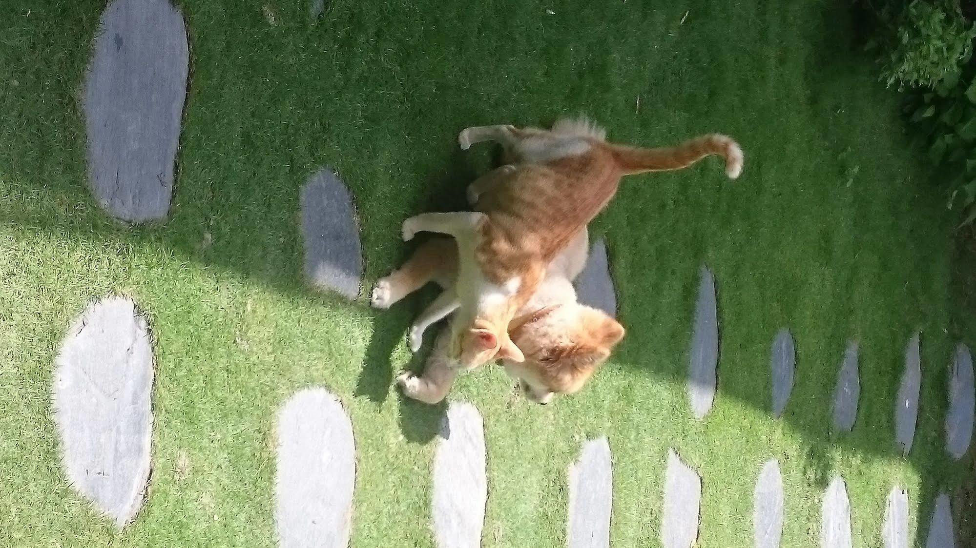Happy Sun Daire T'ai-tung Dış mekan fotoğraf